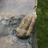 Ellipsocephalus hoffi
